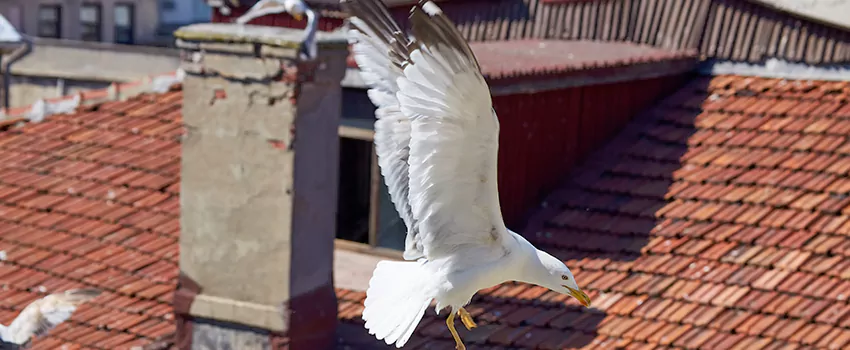 Residential Chimney Animal Removal Solution in Orland Park, IL