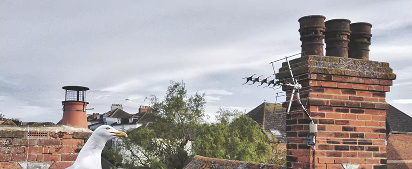 Chimney Cleaning And Restoration in Orland Park, Illinois